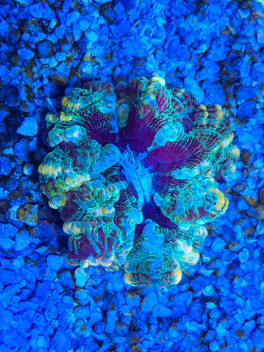 CKL Ultra Unique Acanthophyllia