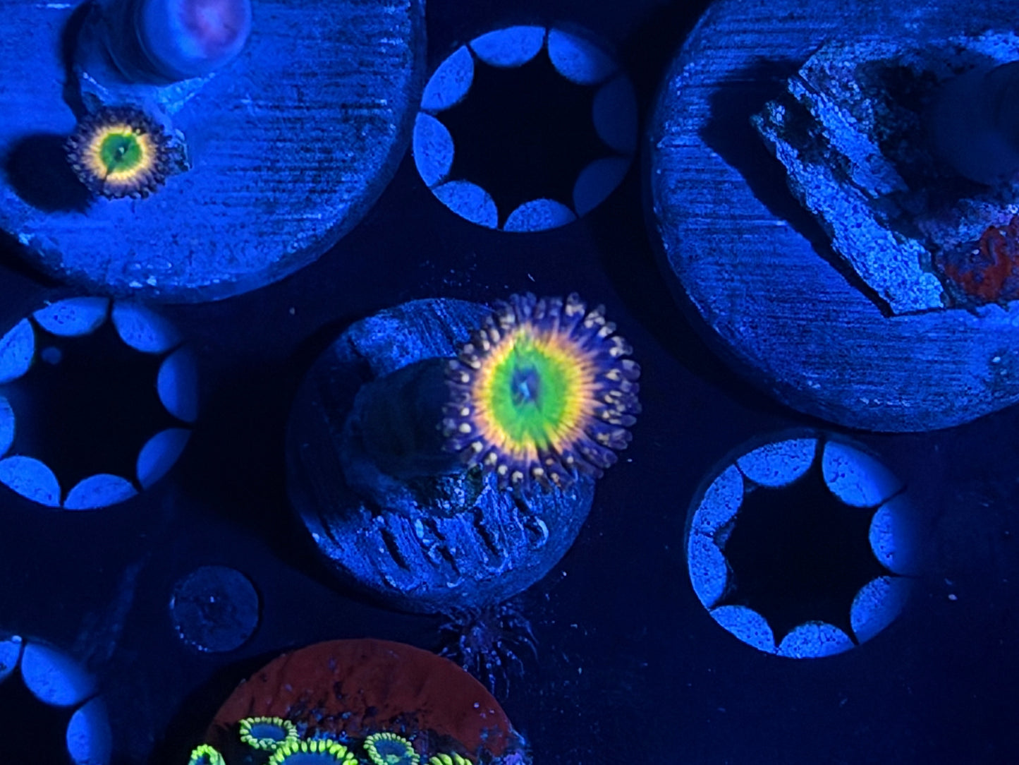 CKL Sunny D Zoa Frag #1