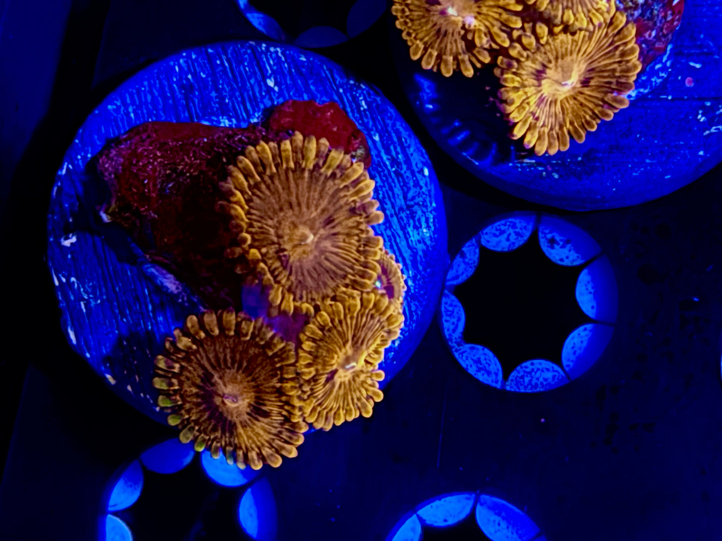 CKL Gold Maul Zoa Frag #1
