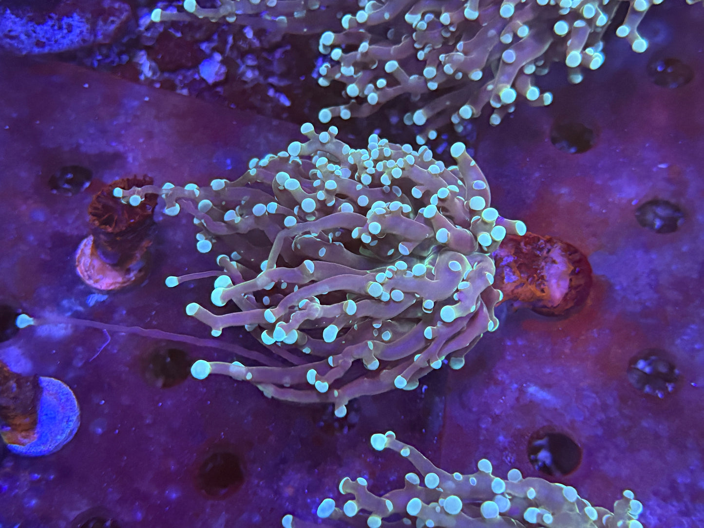 CKL Minty Octospawn Frag