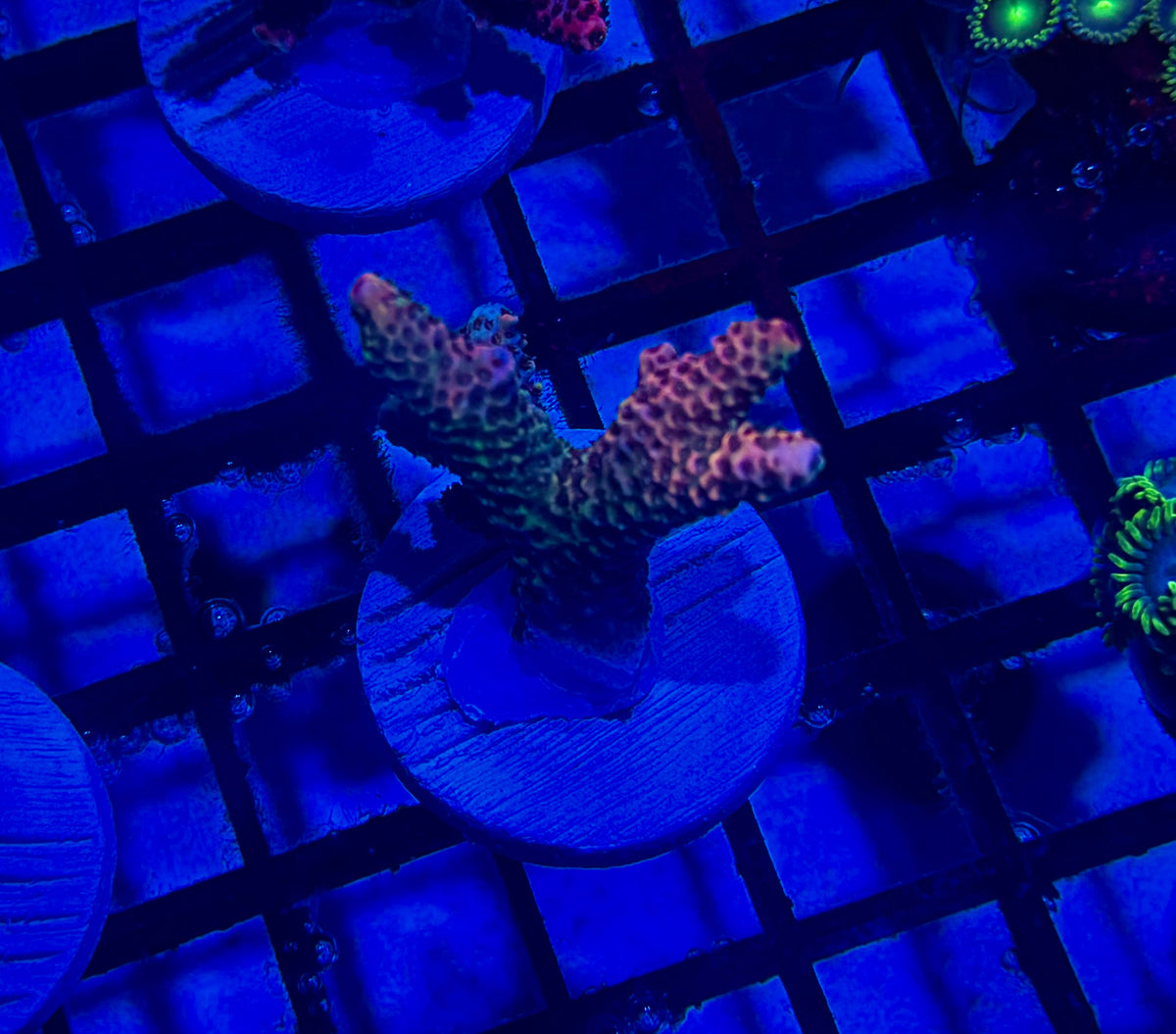 CKL Wild Fire Millepora Frag