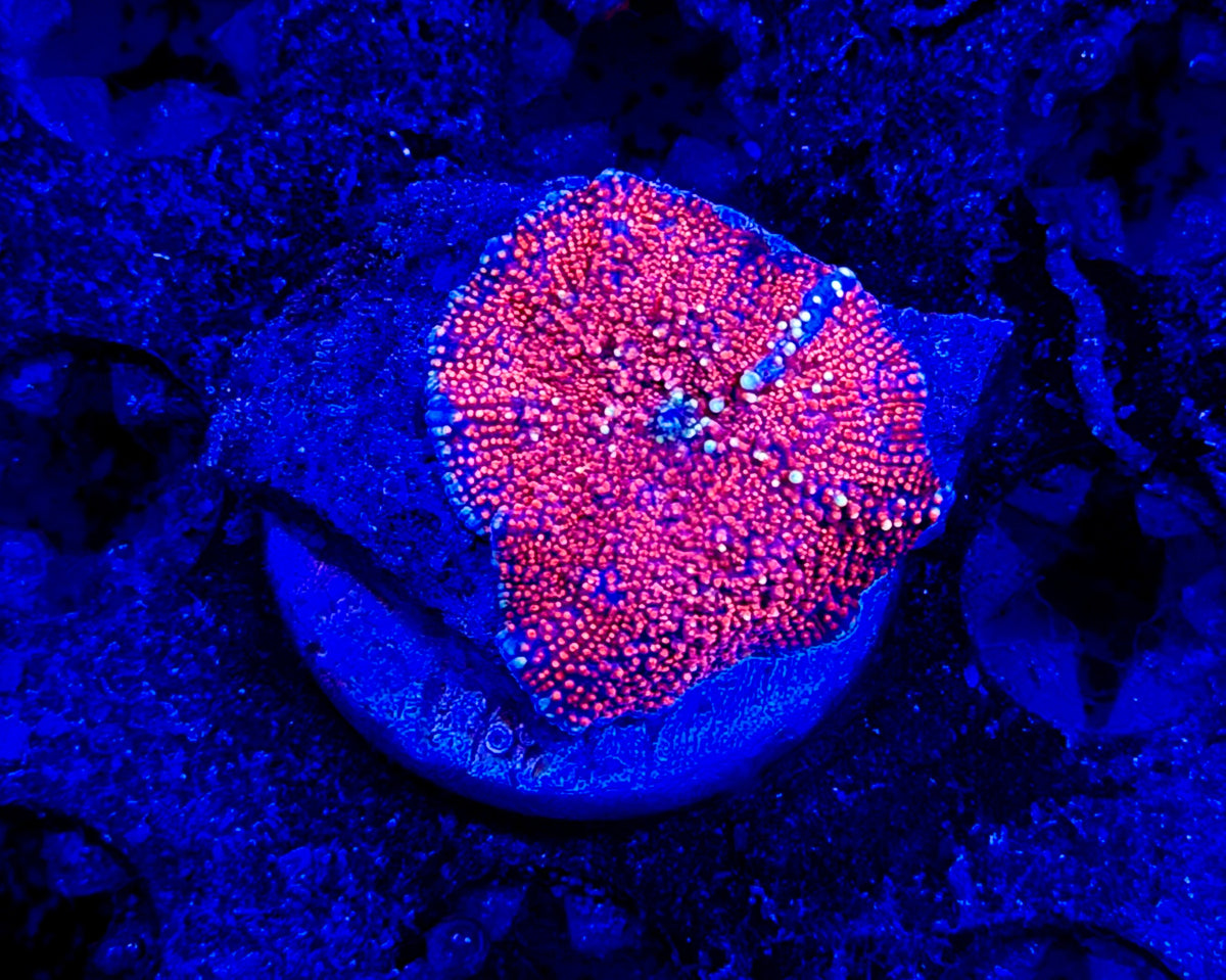CKL INSANE Interstellar Shroom #2