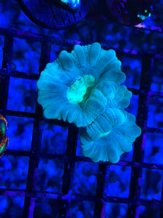 CKL Minty Trumpet Frag #1