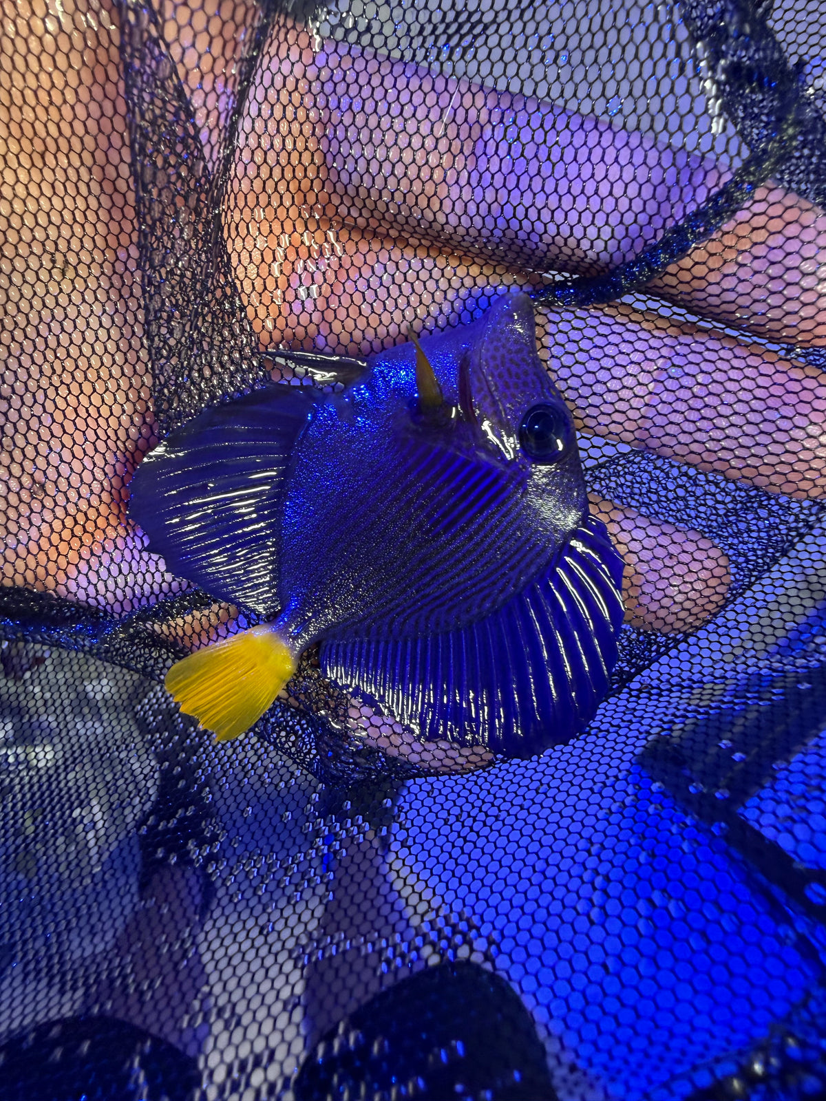 Purple Tang (small)