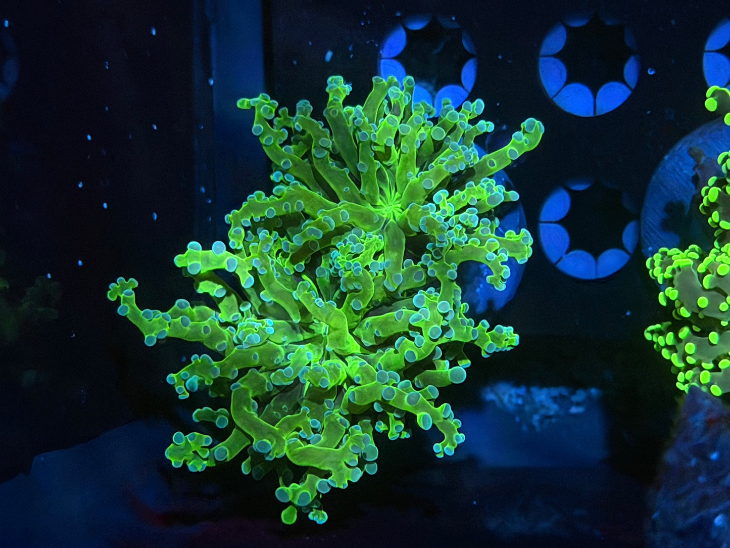 CKL Wicked Octospawn #1