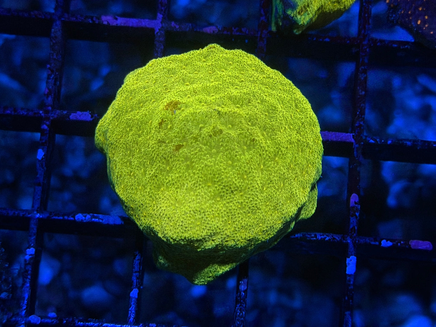 CKL Nuclei Psammocora Frag #2