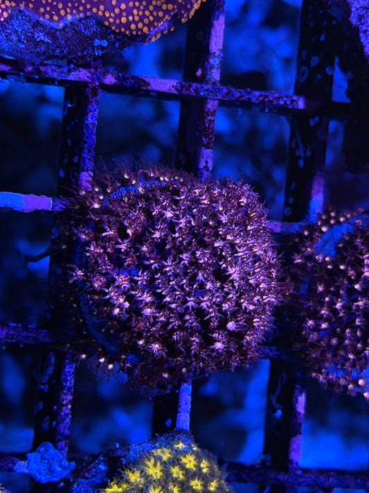 CKL Rose Pedal Stylocoeniella Frag #1