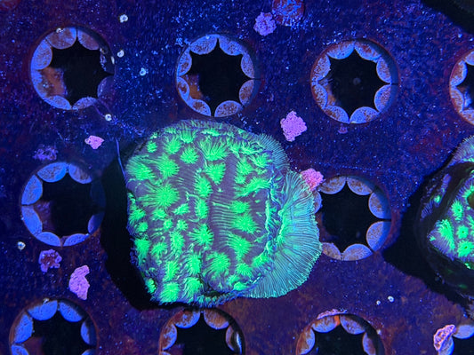 CKL Limeade Lepto Frag #1