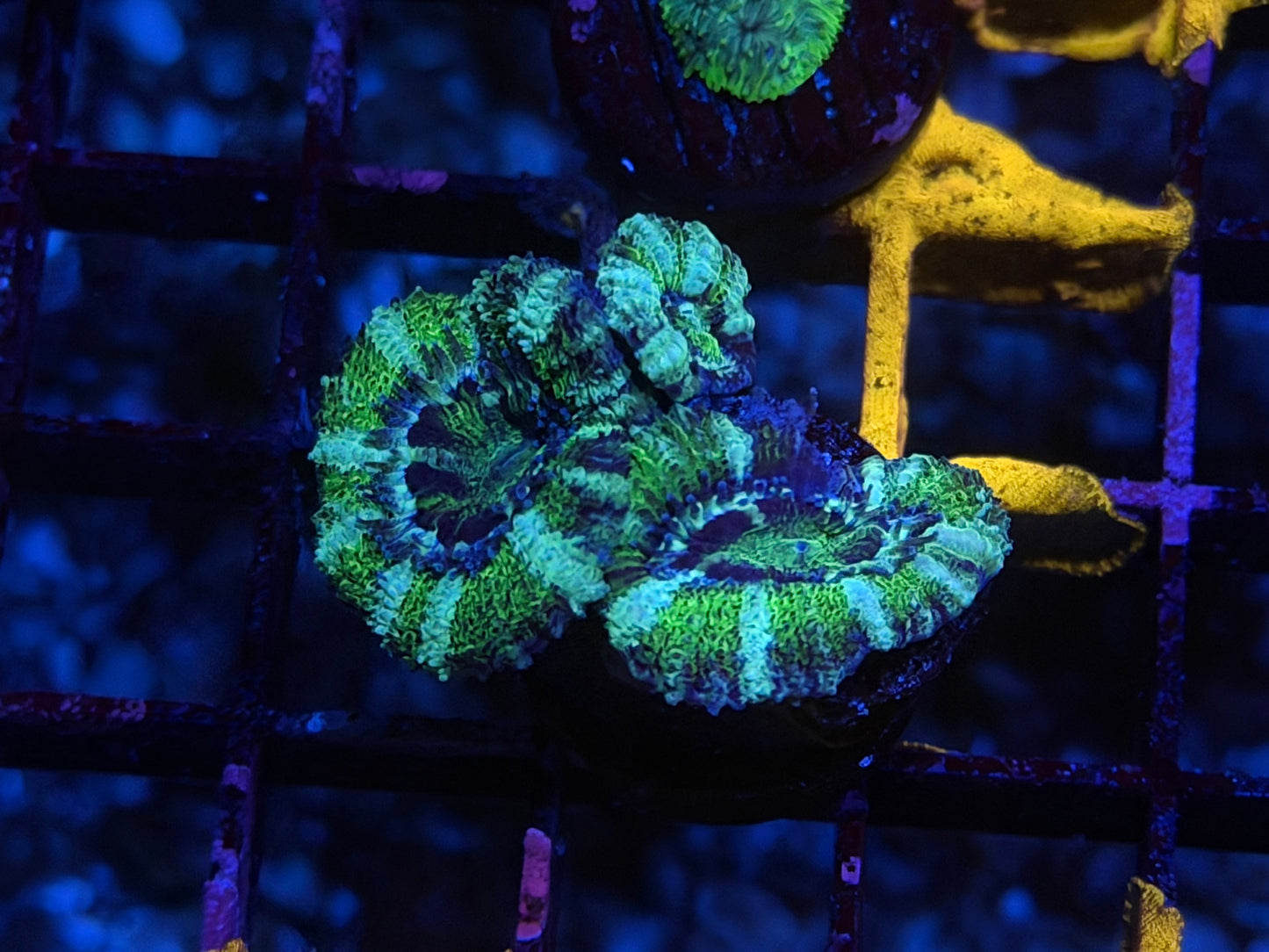 CKL Aquacultured Acan Frag #1