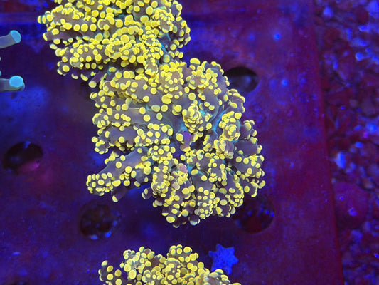CKL Gold Yayamesis Frag