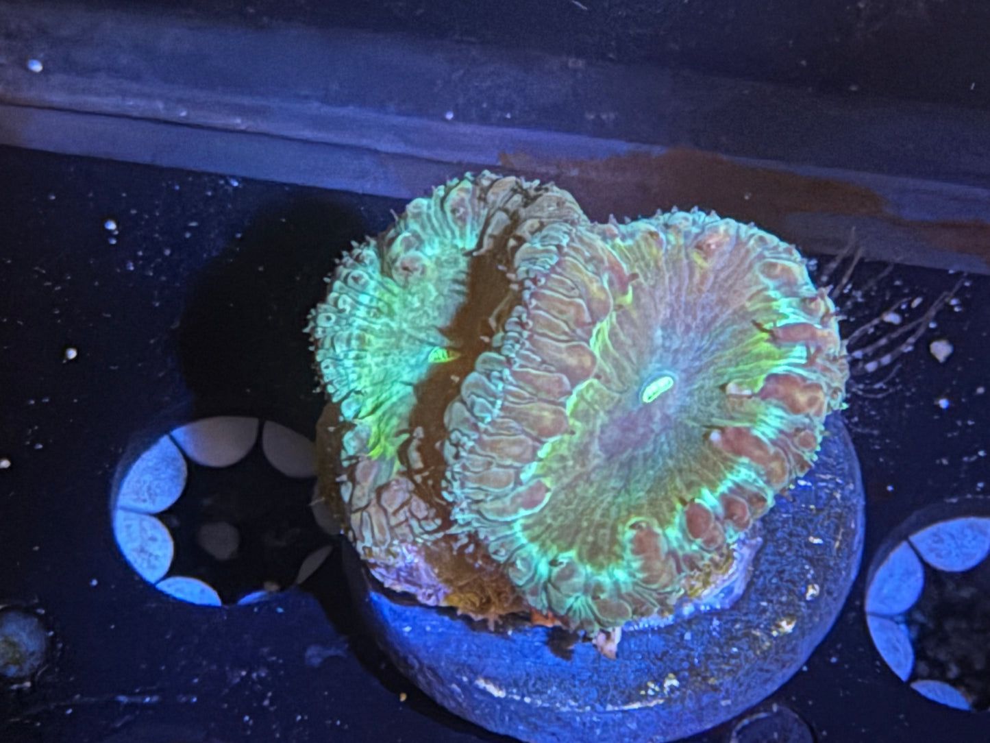 CKL Green Blasto Frag #1