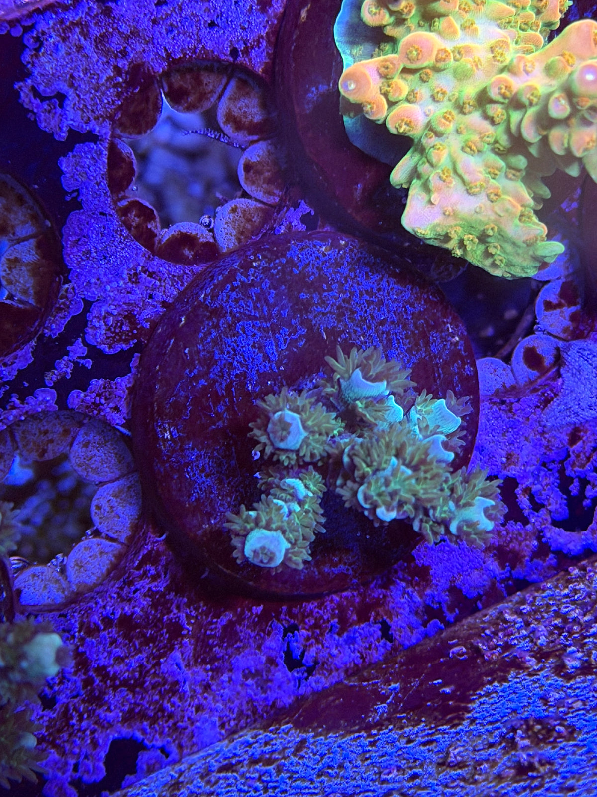 CKL Deep Blue Z Acropora Frag #2