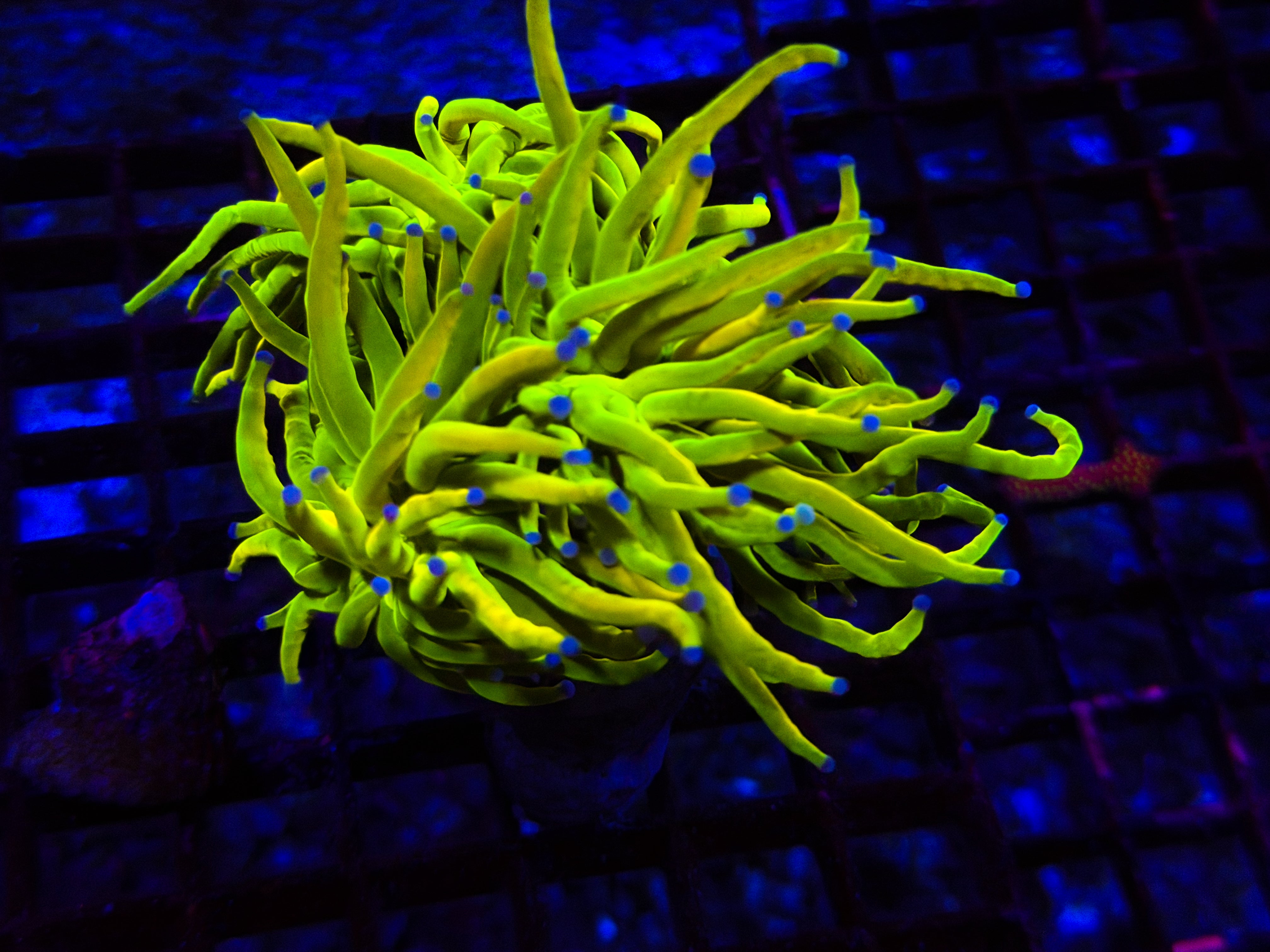 CKL Ultra Holy Grail Torch – Coral Kings LLC