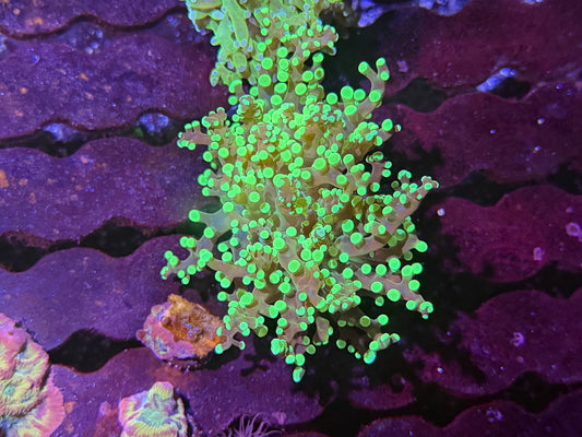 CKL Neon Octospawn