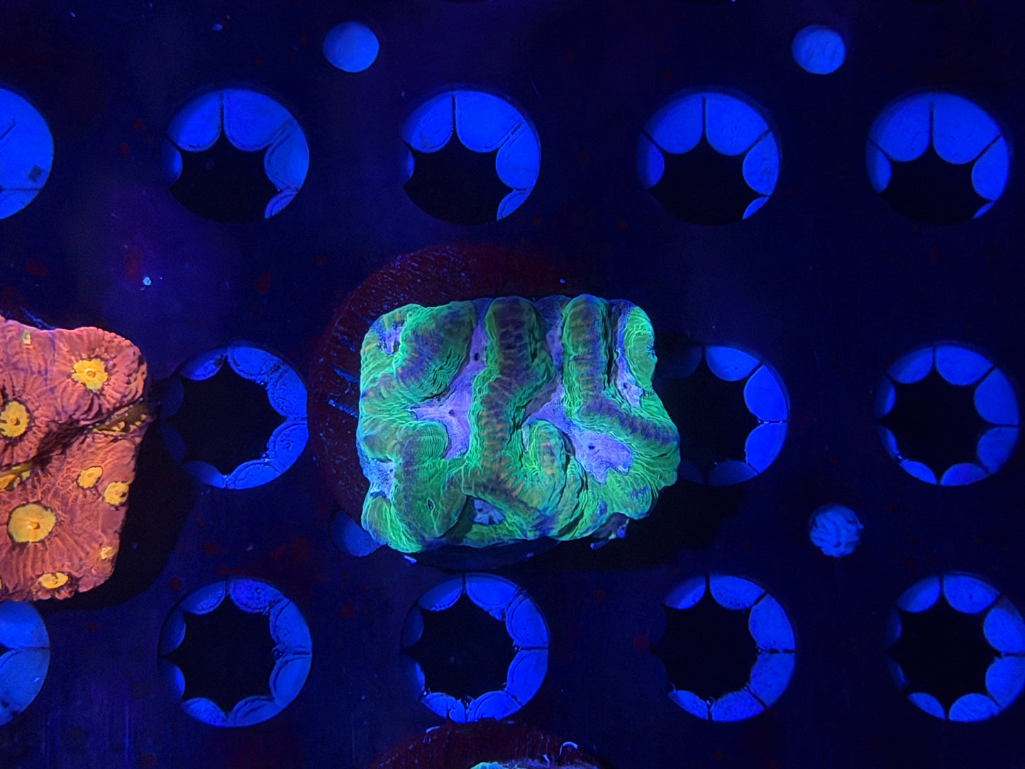 CKL Hulk Platygyra Frag #1