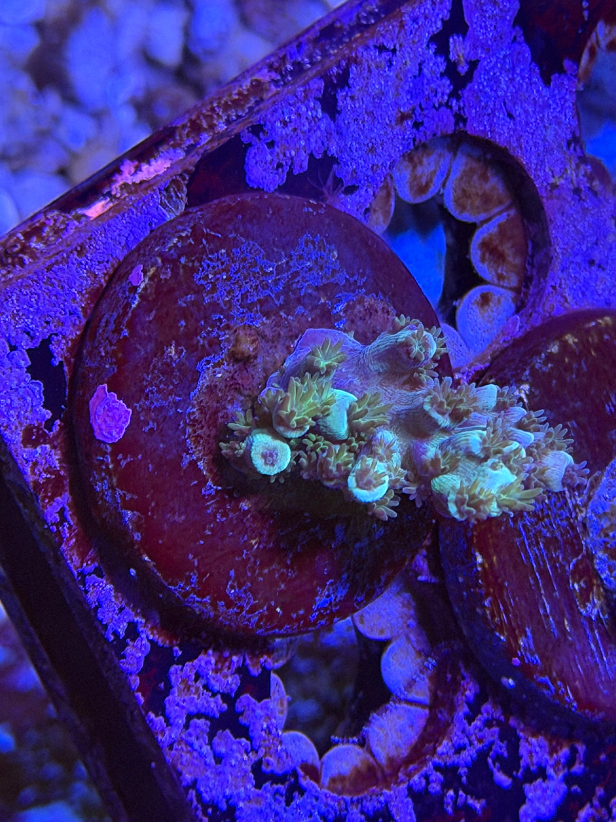 CKL Deep Blue Z Acropora Frag #3