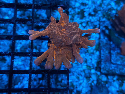 CKL Radioactive Rust Setosa