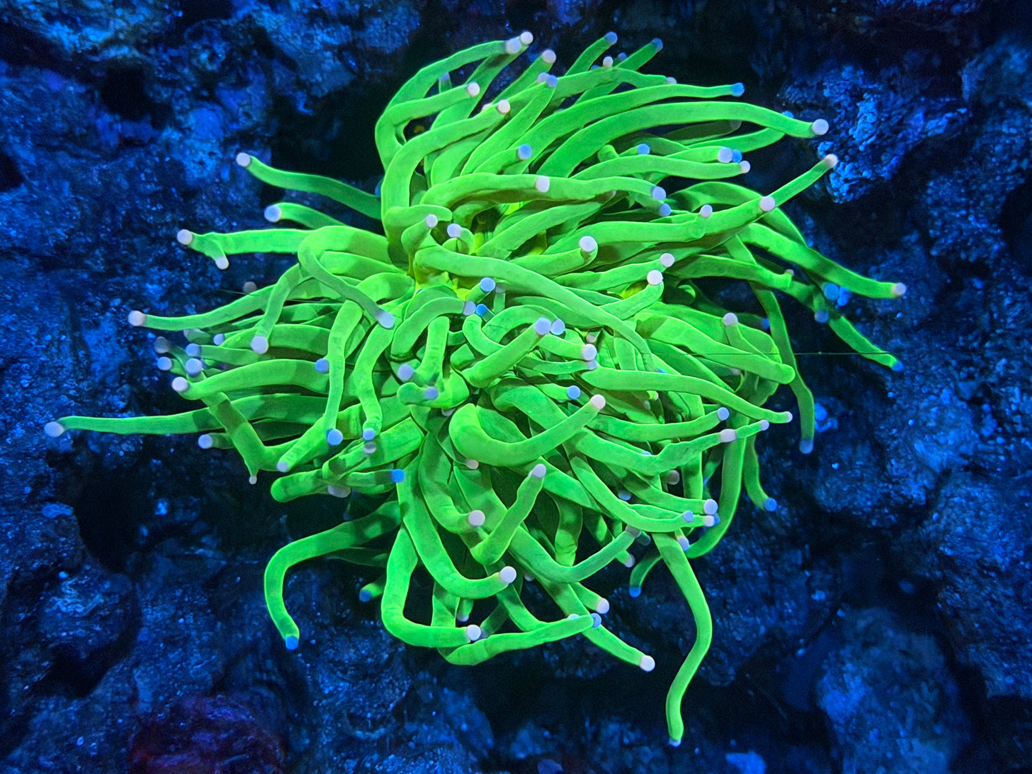 CKL Double Trouble Torch