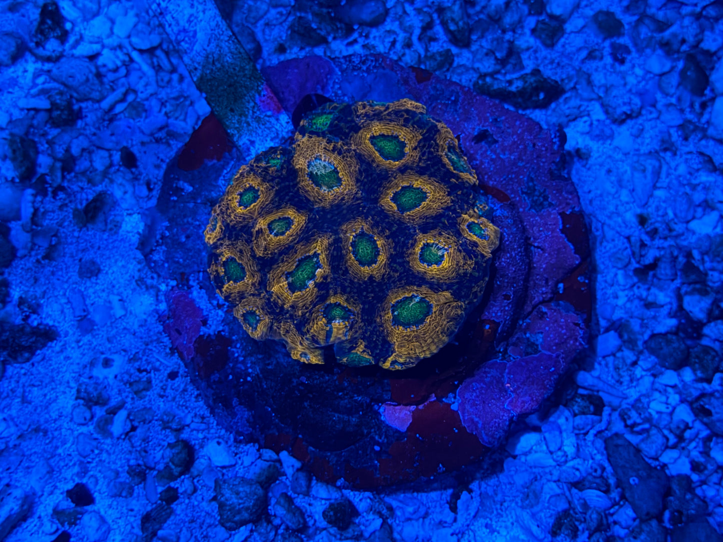 Indo Acan Echinata